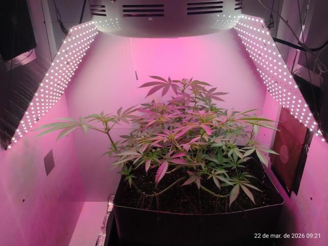 Skittles Pie. Week 9