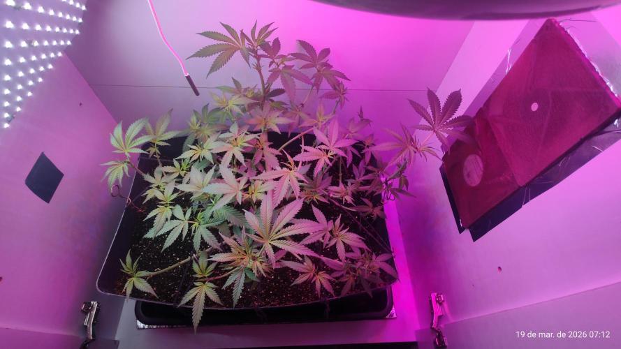 Skittles Pie. Week 9