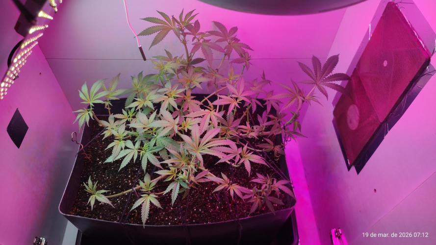 Skittles Pie. Week 9