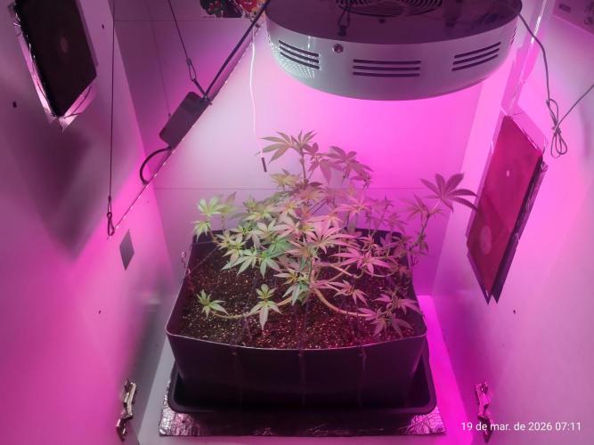Skittles Pie. Week 9