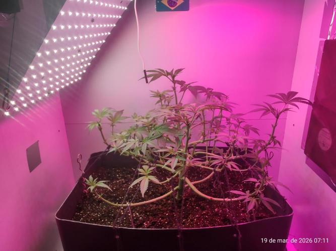 Skittles Pie. Week 9