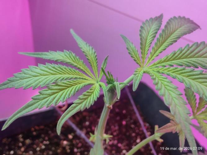 Skittles Pie. Week 9