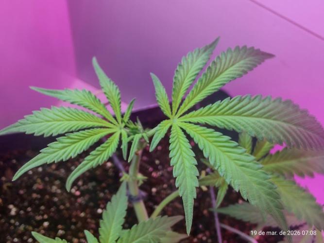 Skittles Pie. Week 9