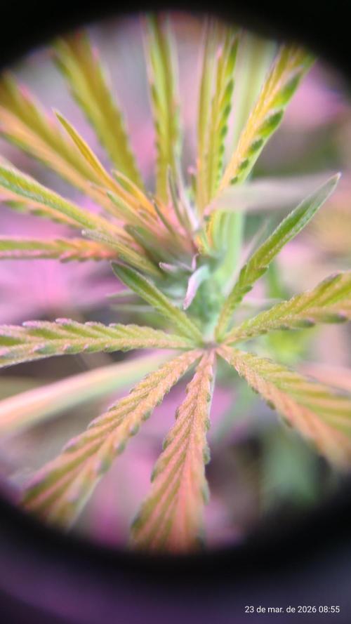 Skittles Pie. Week 10