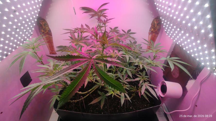 Skittles Pie. Week 10