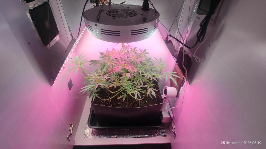 Skittles Pie. Week 10