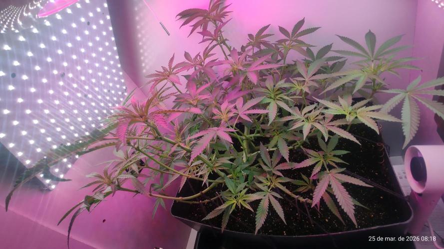 Skittles Pie. Week 10