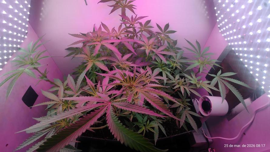 Skittles Pie. Week 10