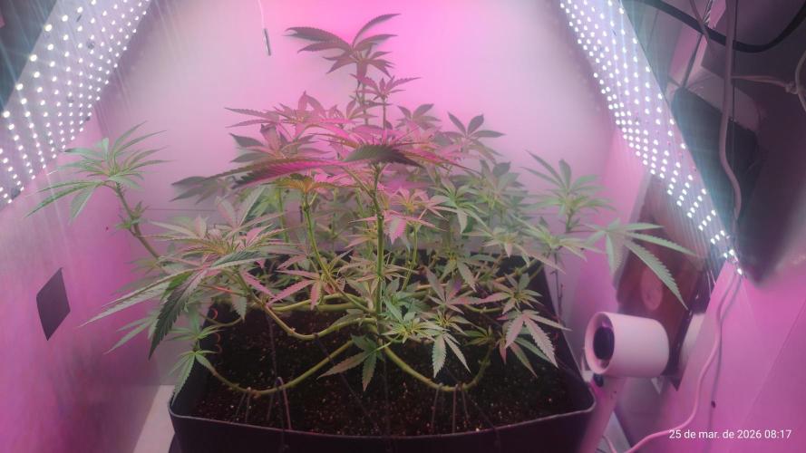 Skittles Pie. Week 10