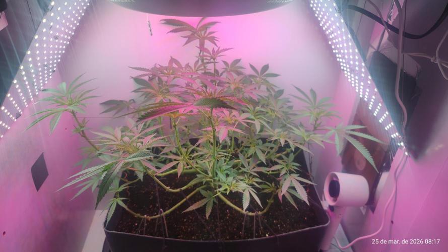 Skittles Pie. Week 10
