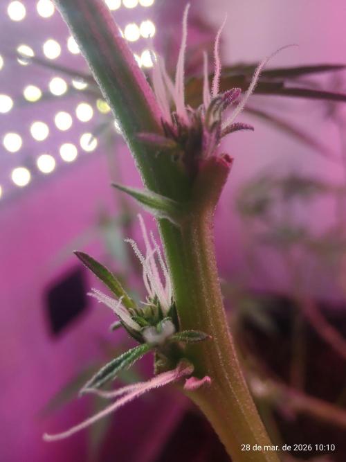 Skittles Pie. Week 10