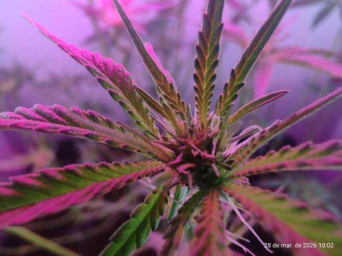 Skittles Pie. Week 10