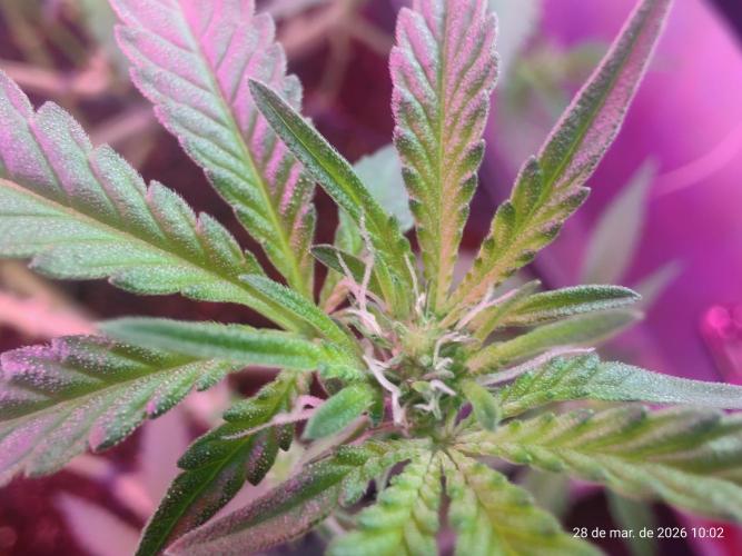 Skittles Pie. Week 10