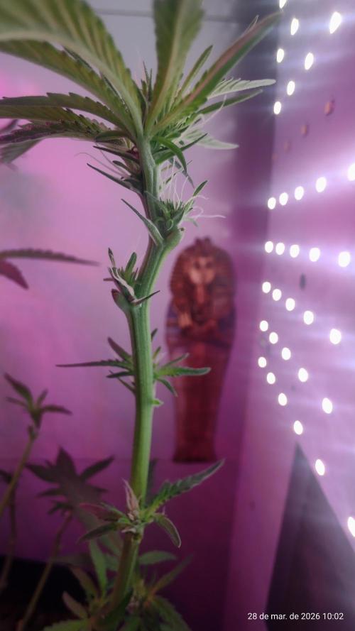 Skittles Pie. Week 10