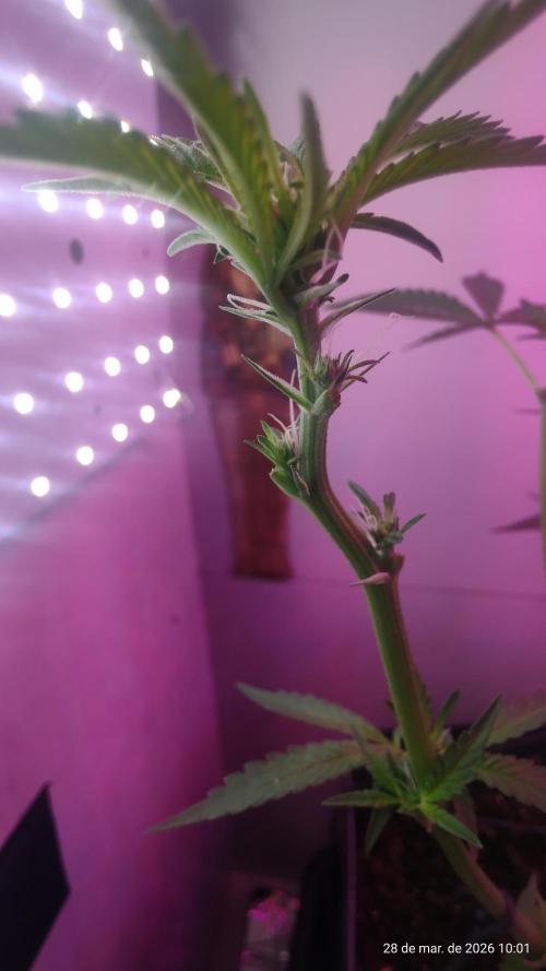 Skittles Pie. Week 10