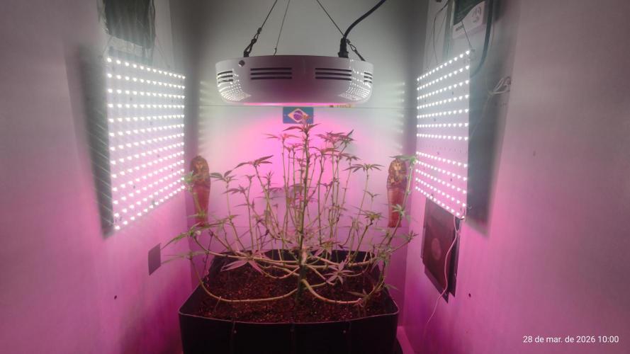 Skittles Pie. Week 10