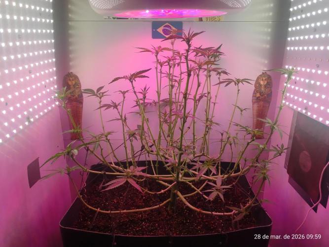 Skittles Pie. Week 10