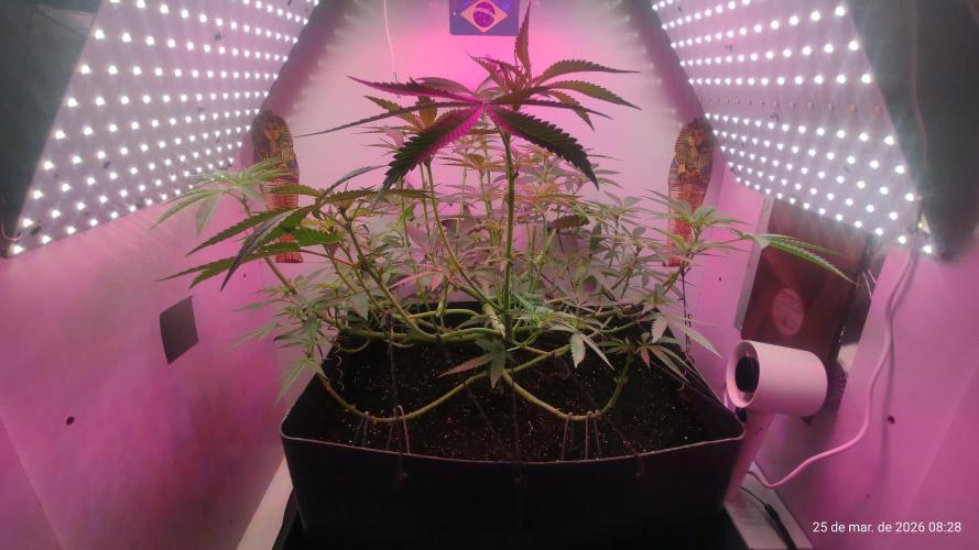Skittles Pie. Week 10
