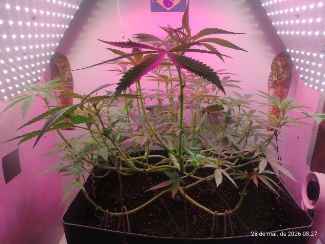 Skittles Pie. Week 10