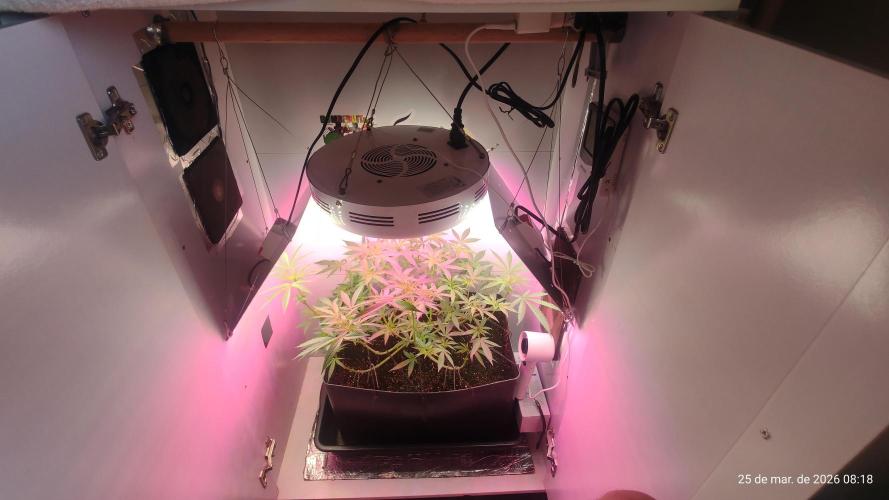 Skittles Pie. Week 10