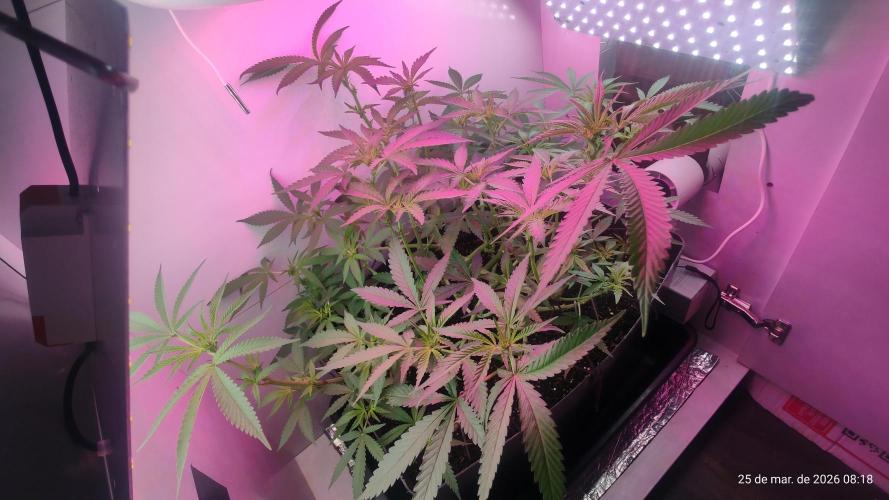 Skittles Pie. Week 10