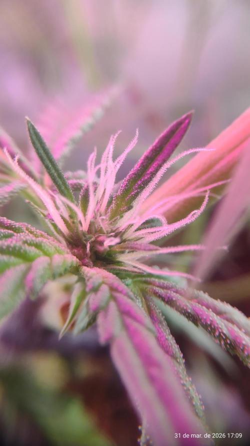 Skittles Pie. Week 11
