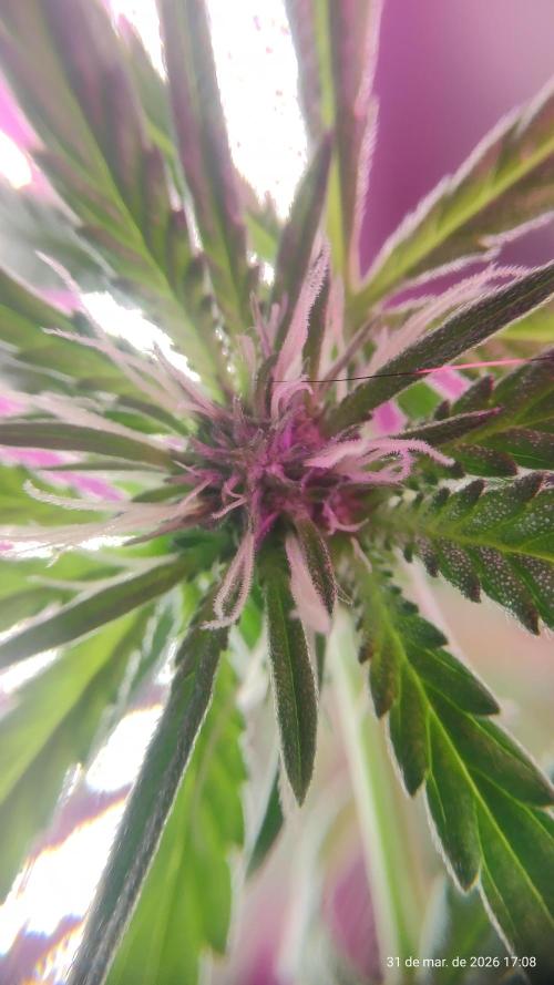 Skittles Pie. Week 11