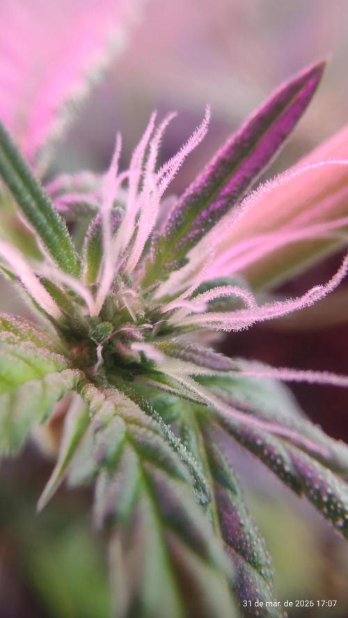 Skittles Pie. Week 11