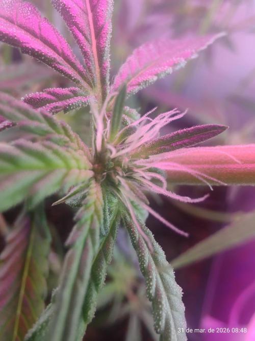 Skittles Pie. Week 11