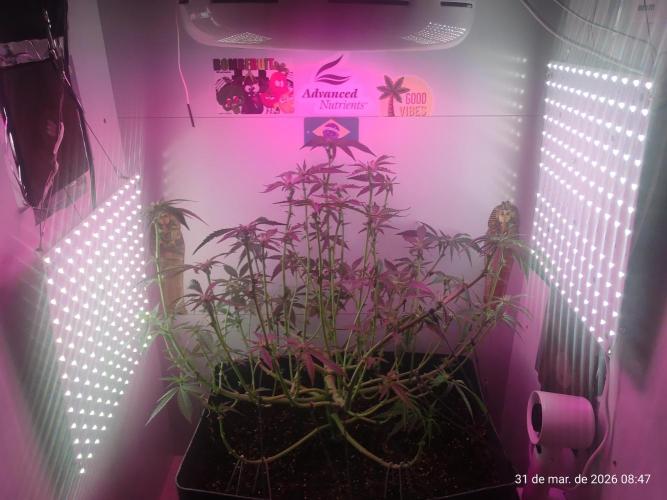 Skittles Pie. Week 11