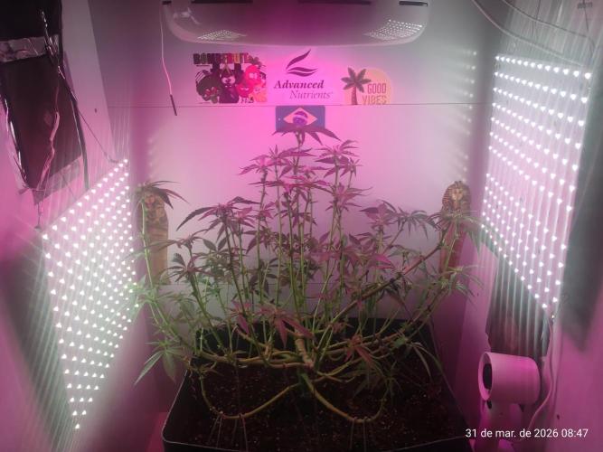 Skittles Pie. Week 11