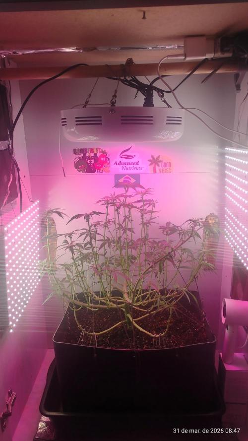 Skittles Pie. Week 11