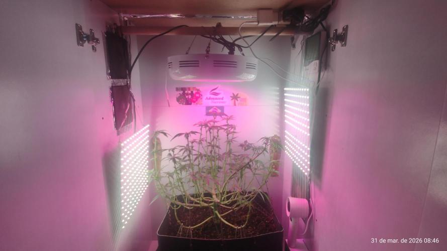 Skittles Pie. Week 11