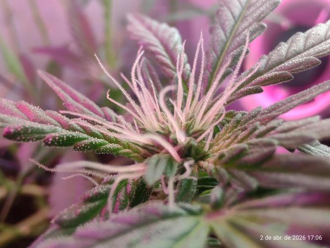 Skittles Pie. Week 11