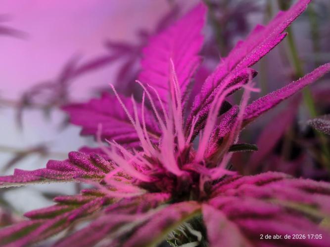 Skittles Pie. Week 11
