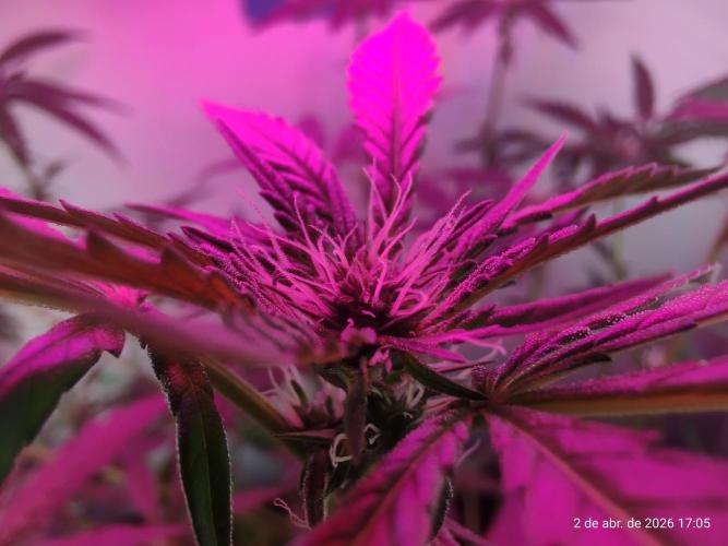 Skittles Pie. Week 11