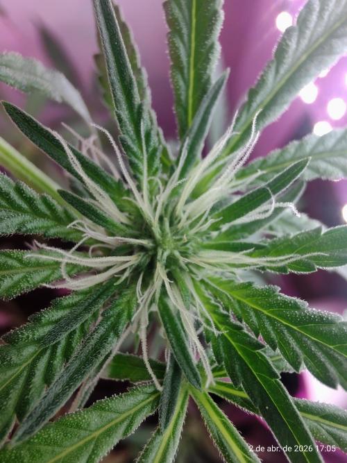Skittles Pie. Week 11