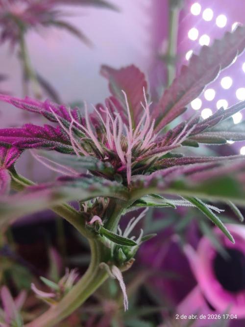 Skittles Pie. Week 11