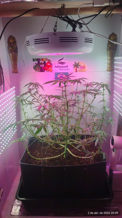 Skittles Pie. Week 11