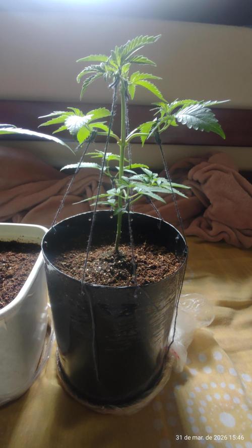 Skittles Pie Clones. Week 1