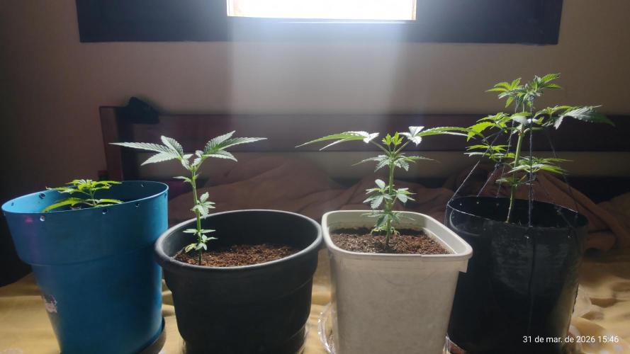 Skittles Pie Clones. Week 1