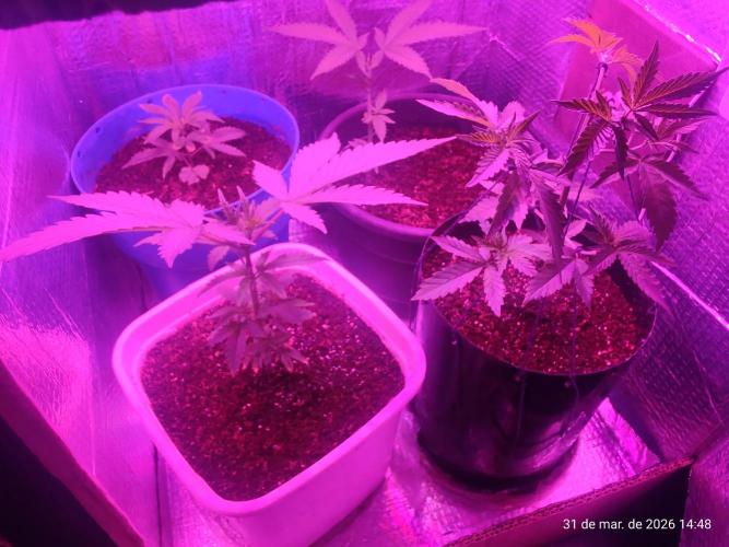 Skittles Pie Clones. Week 1