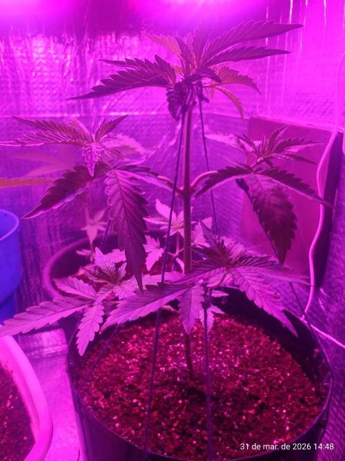 Skittles Pie Clones. Week 1