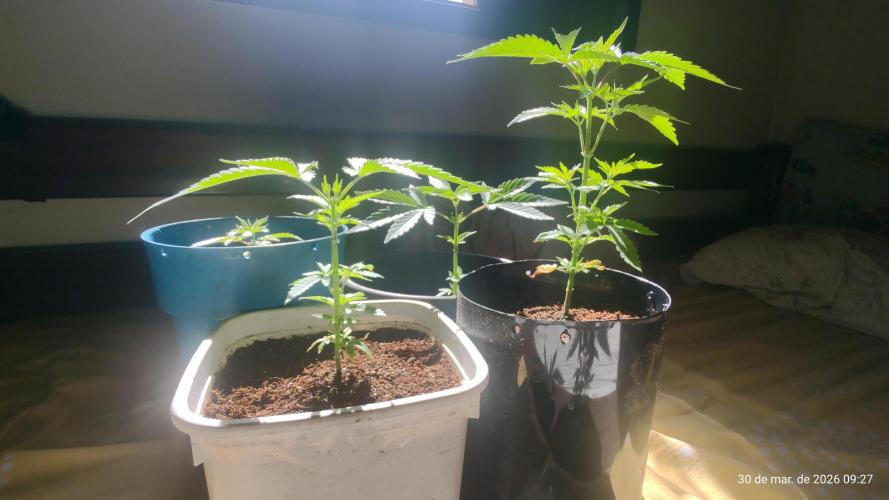Skittles Pie Clones. Week 1