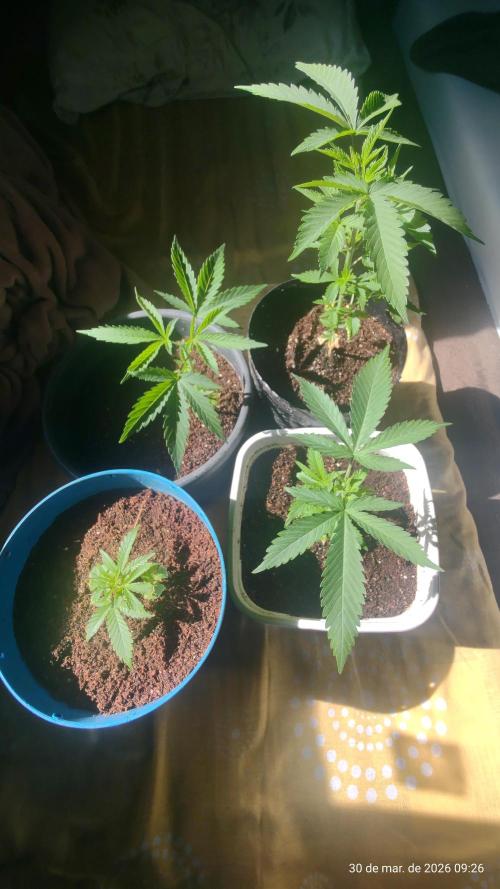 Skittles Pie Clones. Week 1