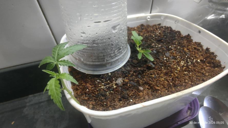 Skittles Pie Clones. Week 1