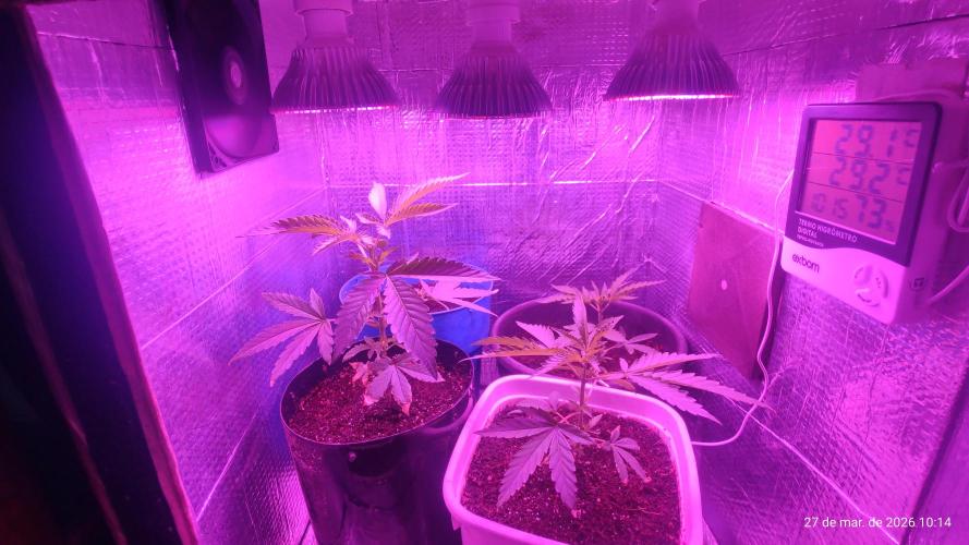Skittles Pie Clones. Week 1