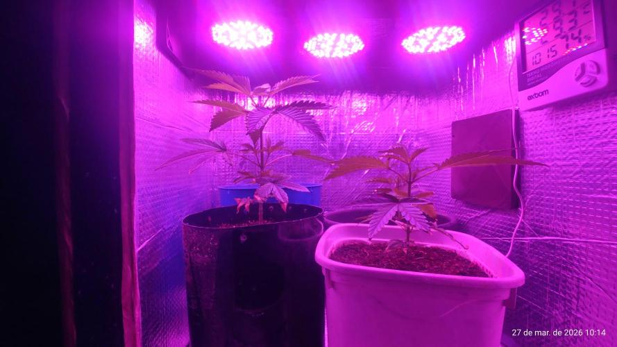 Skittles Pie Clones. Week 1