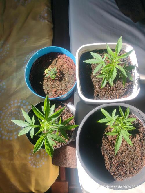 Skittles Pie Clones. Week 1
