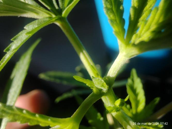 Skittles Pie Clones. Week 1
